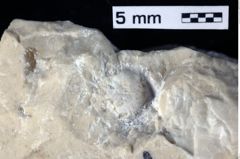 Foto (Detailansicht) von Mundopsidae indet. (NHMW-GEO-1990-0041-0365)